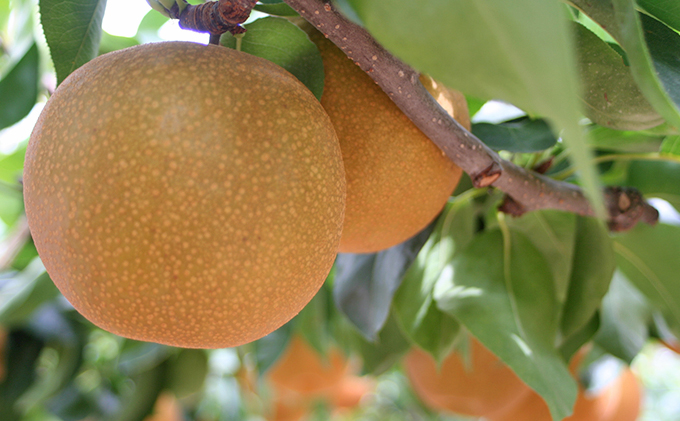 梨 幸水 豊水 3L～5L 6玉～8玉 フルーツ 果物 旬のフルーツ 旬の果物