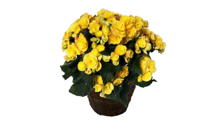 バラ咲ベゴニア　イエローストーン　5号鉢 植物 花 お花