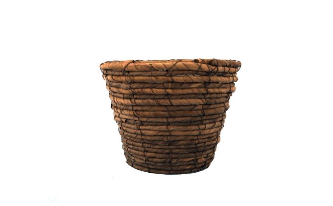 バラ咲ベゴニア　イエローストーン　5号鉢 植物 花 お花 