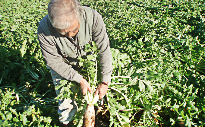 おかげさま農場の野菜のおまかせセット（無化学農薬・肥料栽培）