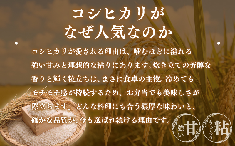 【コシヒカリ 5kg】 【2026年9月以降発送】 米 お米 こしひかり 【令和8年度産】 新米 こめ コメ おこめ okome kome 国産 精米 白米 肉 にあう 魚 にあう おむすび おにぎり おかず にあう 美味しい