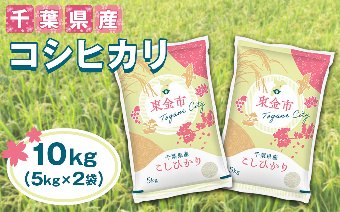 No.231 【令和7年産】千葉県産コシヒカリ10kg（5kg×2袋）