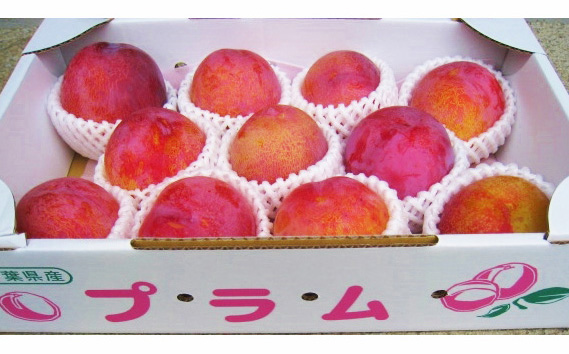 No.090 プラム（ソルダム）約2～2.2kg