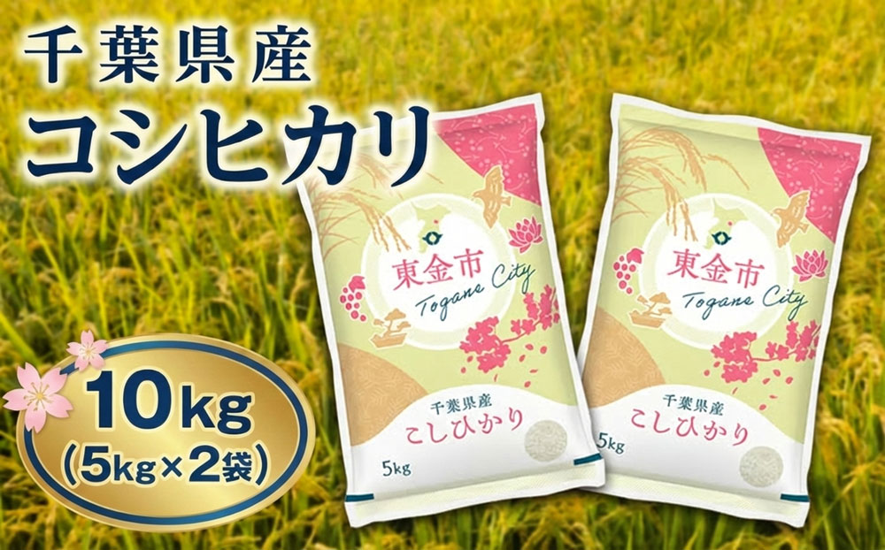 【令和7年産】千葉県産コシヒカリ10kg（5kg×2袋）