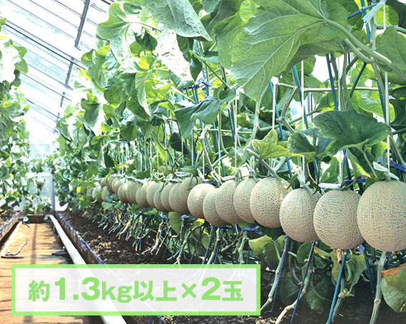 No.070 【約1.3kg以上×2玉】千葉アクアメロン（マスクメロン）大玉