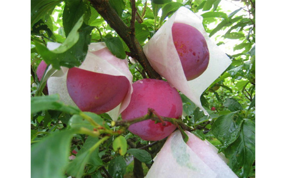 No.089 プラム（太陽）約2～2.2kg