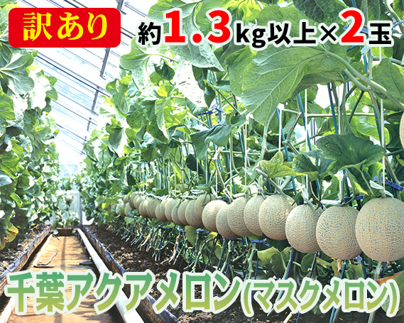 No.062 【約1.3kg以上×2玉】訳あり千葉アクアメロン（マスクメロン）大玉