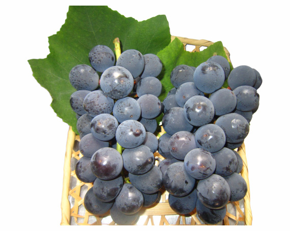 No.123 マルサイぶどう園の巨峰　約2kg