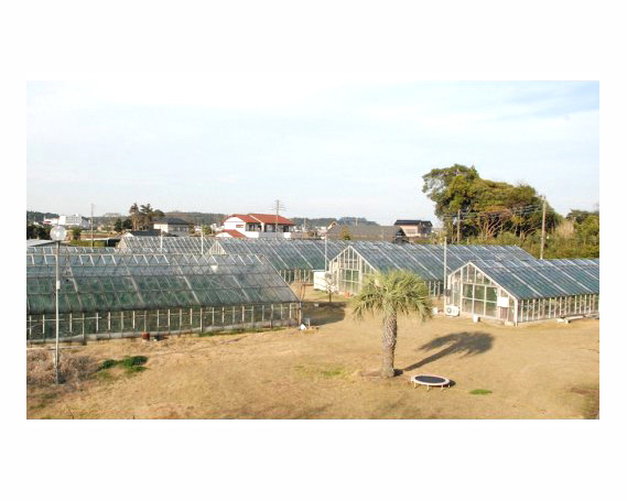 No.061 【約1.3kg以上×1玉】訳あり千葉アクアメロン（マスクメロン）大玉