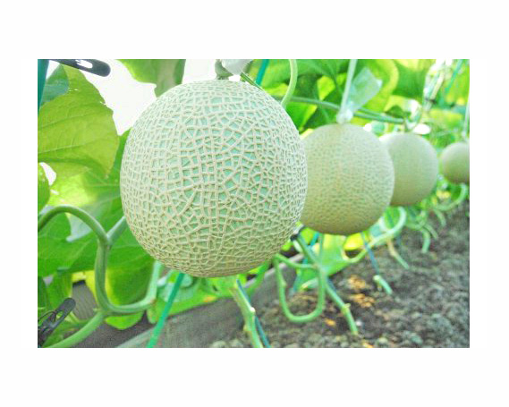 No.070 【約1.3kg以上×2玉】千葉アクアメロン（マスクメロン）大玉