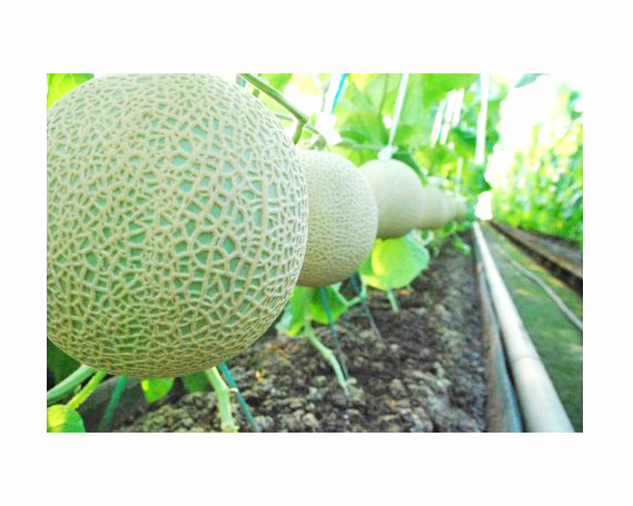 No.070 【約1.3kg以上×2玉】千葉アクアメロン（マスクメロン）大玉