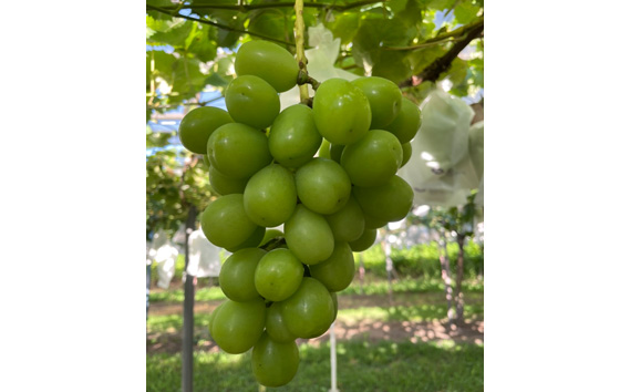 No.124 シャインマスカット2房入り