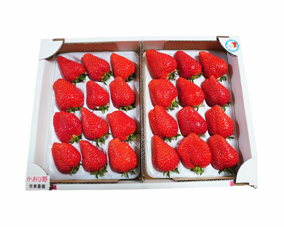 No.074 【市東農園のいちご】かおり野　約900g
