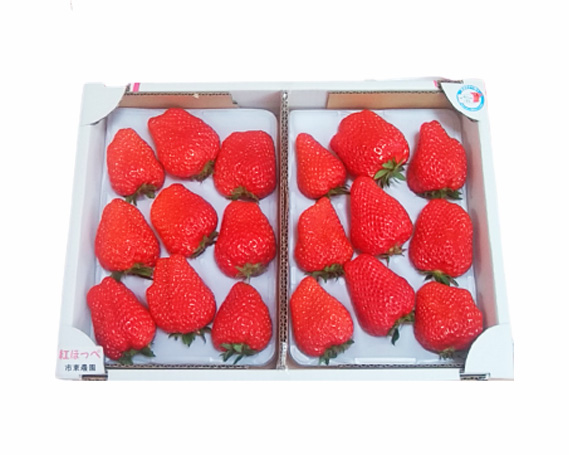 No.077 【市東農園のいちご】紅ほっぺ　約900g