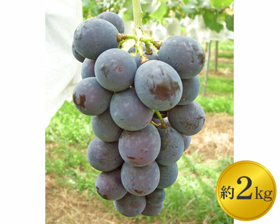 No.123 マルサイぶどう園の巨峰　約2kg