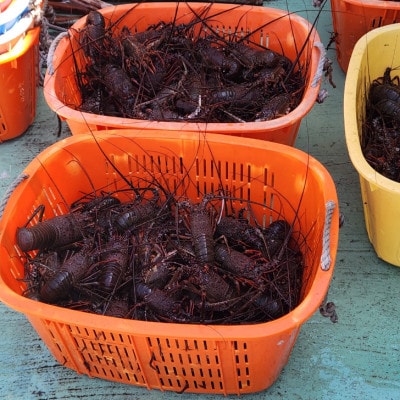 【お刺身OK】千葉県勝浦産 生冷活〆いせえび  大サイズ 600gUP【配送不可地域：離島】【1485733】