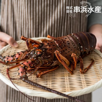 【お刺身OK】千葉県勝浦産 生冷活〆いせえび  大サイズ 600gUP【配送不可地域：離島】【1485733】