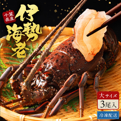 天然伊勢海老・千葉県生冷活〆 大サイズ 500gUP×3尾入1.8kg【刺身OK】贈答【配送不可地域：離島】【1498739】