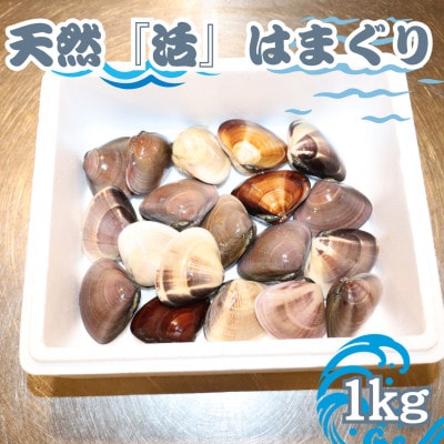 【数量限定】天然『活』はまぐり　1kg　※1個:40g〜80g【千葉県勝浦市】【配送不可地域：離島・北海道・沖縄県・東北・中国・四国・九州】【1557991】