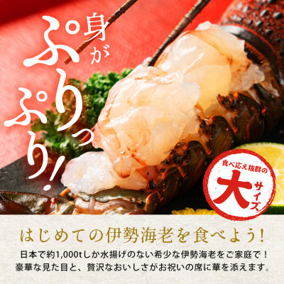 天然伊勢海老・千葉県生冷活〆 大サイズ 500gUP×3尾入1.8kg【刺身OK】贈答【配送不可地域：離島】【1498739】