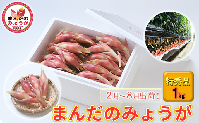 まんだのみょうが 特秀品 1kg 野菜 茗荷 薬味 漬物 シャキシャキ食感 適度な辛み ハウス栽培