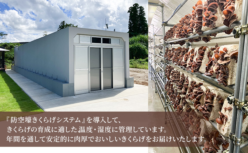 鬮俶サ晄ケ悶←縺縺励◆縺阪¥繧峨£ 逕6繝代ャ繧ッ 荵セ辯・2繝代ャ繧ッ 髦イ遨コ螢輔″縺上i縺偵す繧ケ繝繝蟆主・ 驥手除 縺阪ョ縺 逕溘く繧ッ繝ゥ繧イ 荵セ辯・繧ュ繧ッ繝ゥ繧イ 閧牙字 鬟滓攝 譁咏炊 隱ソ逅 轤偵a迚ゥ 繧ケ繝シ繝 蝗ス逕」 蝗ス逕」縺阪¥繧峨£