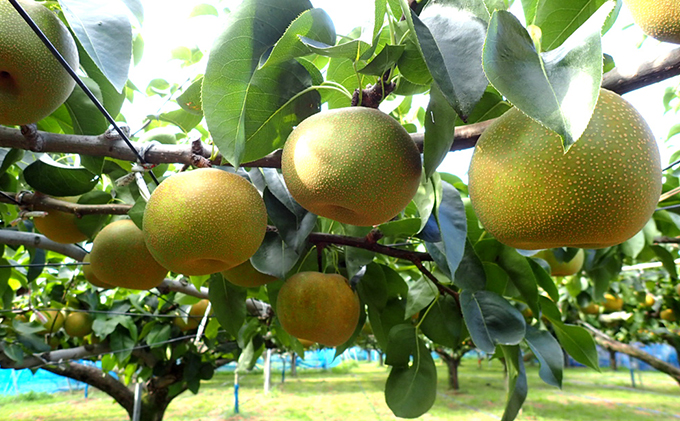 çæŸã æ¢šã®ç§å³ïŒéžé é
¢ïŒïŒæ¬ã»ãã ãã ãã¬ãã·ã³ã° æå®é
¢