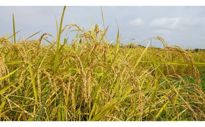 みなよし米【市原産コシヒカリ・玄米】20Kg お米 