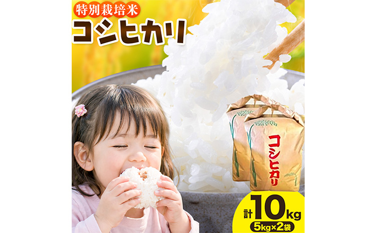 令和7年産 特別栽培米 白米 コシヒカリ 10kg(5kg×2) 米の半左エ門《30日以内に出荷予定(土日祝除く)》千葉県 我孫子市 こしひかり 精米 米 白米 ごはん お米 ライス ブランド米 ご飯 和食 お弁当 おにぎり 国産 コメ おかず