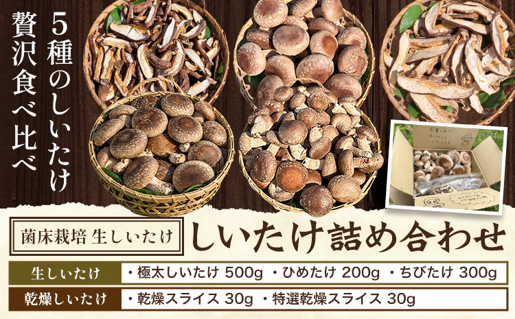 しいたけ きのこ 野菜 しいたけ詰め合わせセット 計1060g 《30日以内に出荷予定(土日祝除く)》 LifeSS株式会社 乾燥 生 椎茸 シイタケ 千葉県 我孫子市