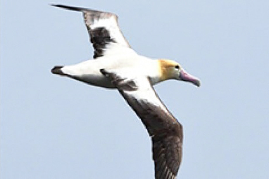 鳥類の保護に関する事業