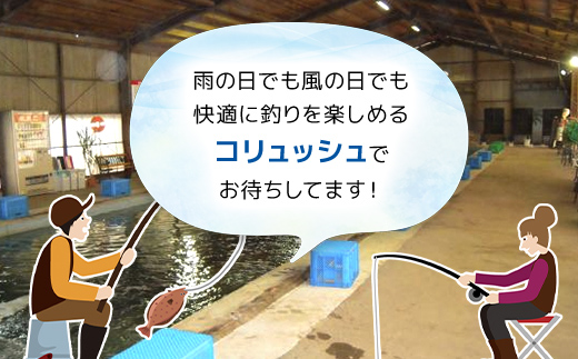 屋内型 海水魚の釣堀2時間釣り放題コース利用券（昼間通常コース）/ ふるさと納税 利用券 チケット 釣り フィッシング 釣り堀 釣堀 海水魚 屋内 2時間 釣り放題 コリュッシュ Ko-Lish ちば 千葉県産とみさと 富里 富里市 TMW003