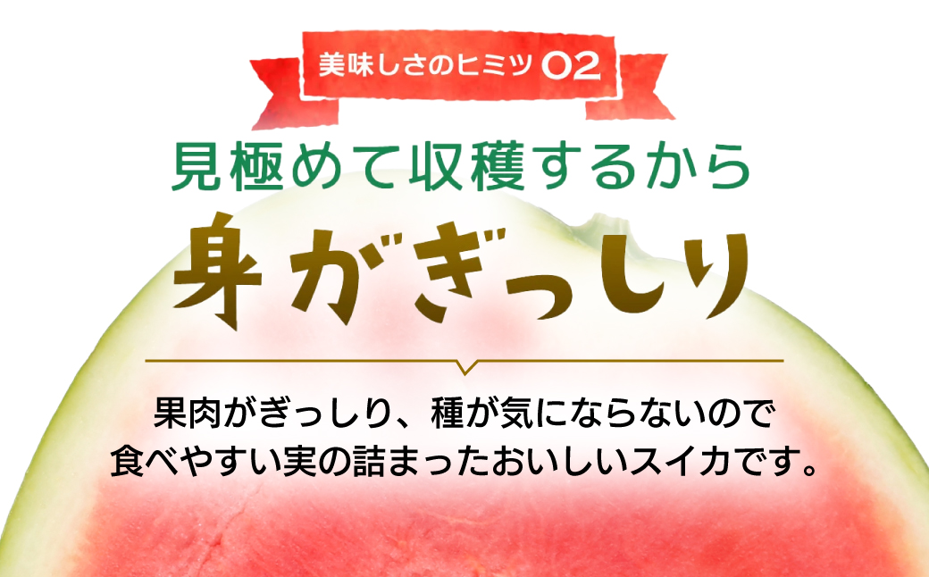 富里市産 黒皮のシードレススイカ「ブラックジャック」 / すいか スイカ 西瓜 千葉県 富里市 果物 フルーツ 採れたて とれたて 産地直送 農家直送 千葉県産 ちば 千葉すいか 千葉スイカ 富里 富里すいか 富里スイカ 甘い あまい 美味しい おいしい 大玉 大玉すいか 大玉スイカ TMF013