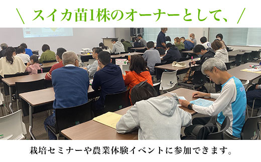 【数量限定】富里スイカオーナー権（１株）ふるさと納税 スイカ オーナー 大玉スイカ 千葉県 富里市 TMA001