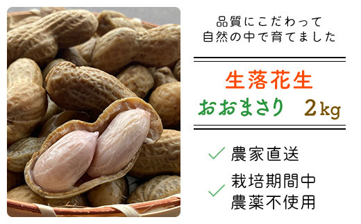 【先行予約・新豆 】【栽培期間中農薬不使用】千葉県産 大粒 農家直送！「生落花生」おおまさり２kg　【 ふるさと納税 人気 おすすめ ランキング 皮付き 殻付き ピーナッツ ピーナツ 落花生 千葉県 富里市 送料無料 】TML009