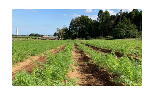 【先行予約・新豆 】【栽培期間中農薬不使用】千葉県産 大粒 農家直送！「生落花生」おおまさり２kg　【 ふるさと納税 人気 おすすめ ランキング 皮付き 殻付き ピーナッツ ピーナツ 落花生 千葉県 富里市 送料無料 】TML009