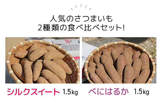 【2024年11月以降発送】千葉県富里市産　シルクスイート＆べにはるか食べ比べセット　3kg　サイズ混載　土付き TMH005 / さつまいも サツマイモ  紅はるか べにはるか   シルクスイート  しるくすいーと おさつ 甘藷 唐いも あまい 甘い スイーツ スイート ポテト おやつ 焼き芋 定期便 定期 千葉県 富里市 