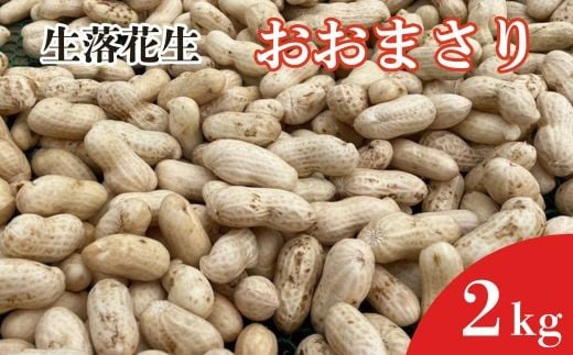 《先行予約》生落花生　おおまさり　2kg ／ 落花生 らっかせい ラッカセイ おおまさり 生落花生 茹で落花生 2kg 産地直送 産直 送料無料