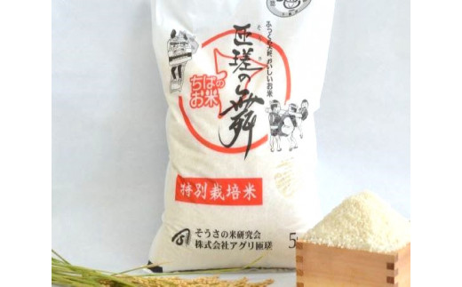 【定期便3回】 令和7年産　匝瑳の舞　精米　10kg ／ お米 米 コメ こめ ごはん ふさこがね 白米 精米 10kg チバエコ 特別栽培 千葉県 匝瑳市