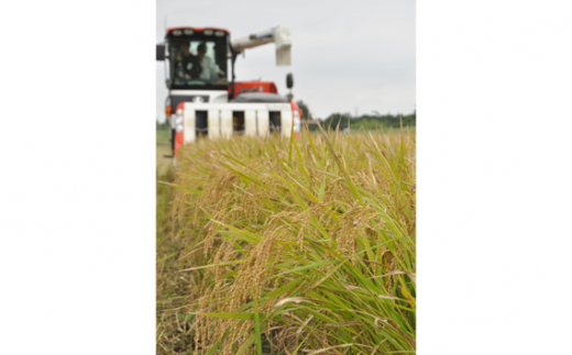 什å7幎ç£ãç±³ã5kgãåç³ã®èã粟米 ïŒ ãç±³ ã³ã¡ ãã ãã¯ã ãµãããã çœç±³ 粟米 5kg ãããšã³ ç¹å¥æ œå¹ æ°ç±³ åèç åç³åž