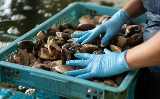 九十九里浜産　活地はまぐり約4kg