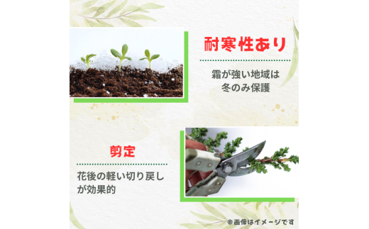 グレビレア　ラニゲラ ／ グレビレア ラニゲラ 植物 観葉植物 鉢植え
