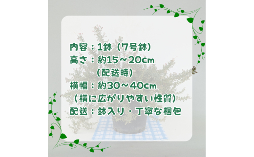 グレビレア　ラニゲラ ／ グレビレア ラニゲラ 植物 観葉植物 鉢植え