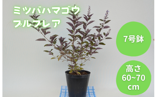 ミツバハマゴウ　プルプレア ／ ミツバハマゴウ プルプレア 植物 観葉植物 鉢植え