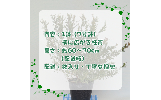 グレビレア　ジョンエバンス ／ グレビレア ジョンエバンス 植物 観葉植物 鉢植え