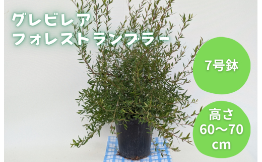 グレビレア　フォレストランブラー ／ グレビレア フォレストランブラー 植物 観葉植物 鉢植え