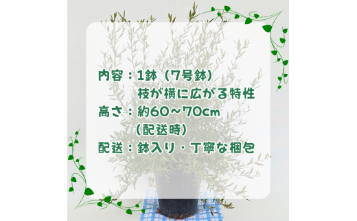 グレビレア　フォレストランブラー ／ グレビレア フォレストランブラー 植物 観葉植物 鉢植え