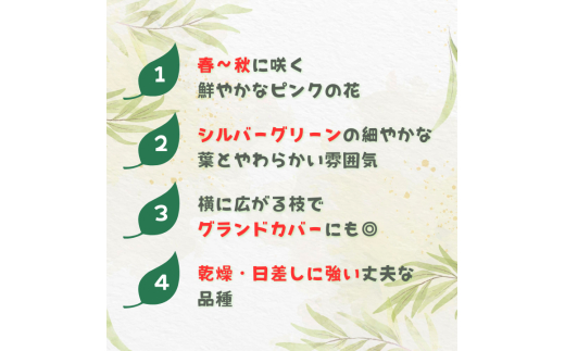 グレビレア　フォレストランブラー ／ グレビレア フォレストランブラー 植物 観葉植物 鉢植え