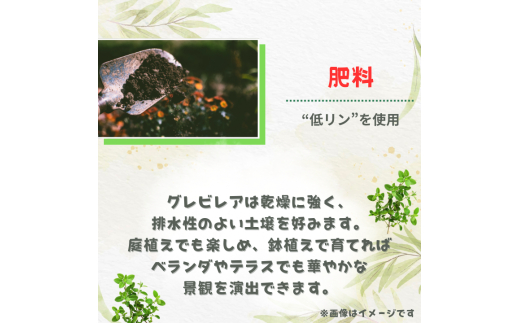 グレビレア　フォレストランブラー ／ グレビレア フォレストランブラー 植物 観葉植物 鉢植え