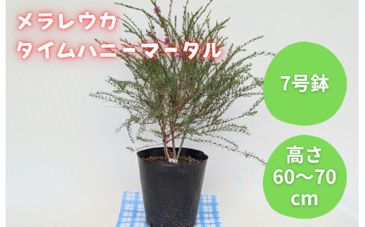 メラレウカ　タイムハニーマータル ／ メラレウカ タイムハニーマータル 植物 観葉植物 ハーブ 鉢植え
